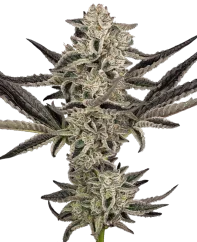 Sensi Seeds Cannabis Seeds Purple Pickle Autoflowering