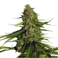 Royal Queen Seeds Kanapių sėklos Gaia F1 Auto
