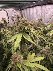 Бързо цъфтящи канабисови семена Fast Buds Biscotti Gelato