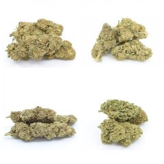 THCP Flowers Sample set- Fruity Pebbles 5%, Forbidden Fruit 10%, Ice Cream Cake 15%, Grape Ape 20%, 4 x 1 g