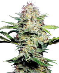 Sensi Seeds Cannabis Seeds Sensi Skunk Automatic® Feminized, 3-10 pcs