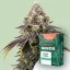 Canntropy Nasiona Black Diesel (Feminizowane)