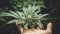 Growing cannabis takes time and a strong will