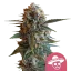 Royal Queen Seeds Cannabis Seeds Mexican Rush Feminized