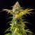 Doctor´s Choice Seeds Lowryder feminized (IBL) Auto Feminized