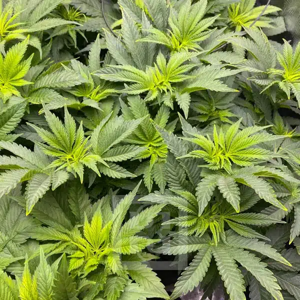 Blimburn Seeds Cannabis Seeds Girl Scout Cookies Feminized