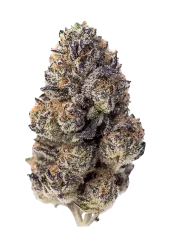 Fast Buds Cannabis Seeds Papaya Sherbet Feminized