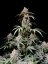 Fast Buds Cannabis Seeds Amnesia Zkittlez Auto