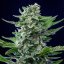 Royal Queen Seeds Cannabis Seeds Royal Critical Auto