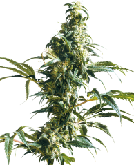 Sensi Seeds Cannabis Seeds Mexican Sativa® Feminized, 3-10 pcs