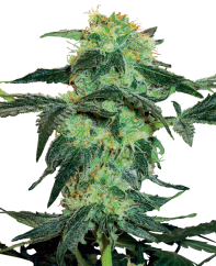 Sensi Seeds Cannabis Seeds White Ice Feminized by White Label, 3-10 pcs