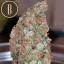Blimburn Seeds Cannabis Seeds Mamba Negra Feminized