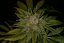 T.H.Seeds™ Kaņepju sēklas MK-Ultra™, dažādi iepakojumi, feminizēti