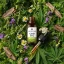Herbican CBD eļļa bez THC, 30%, 10 ml