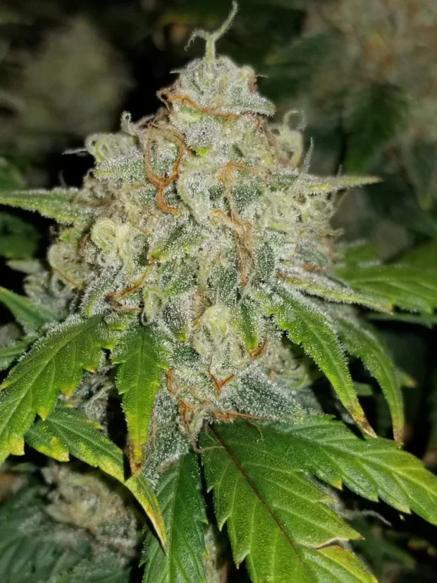 Fast Buds Cannabis Seeds Zkittlez Auto