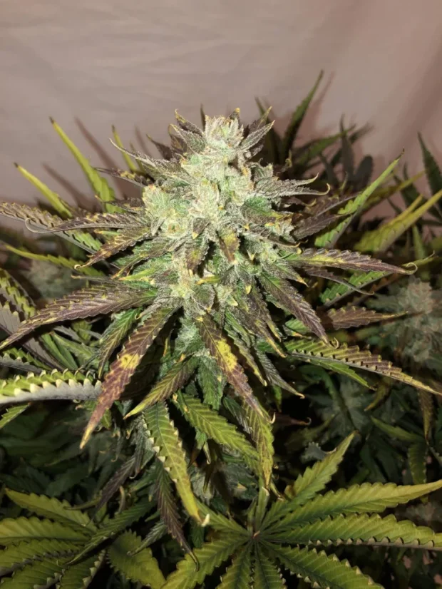 Fast Buds Cannabis Seeds Gorilla Glue Auto