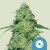 Royal Queen Seeds Semi di Cannabis Joanne's CBD Femminizzati (Alto CBD)