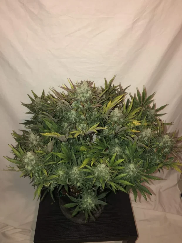 Fast Buds Cannabis Seeds Gorilla Glue Auto