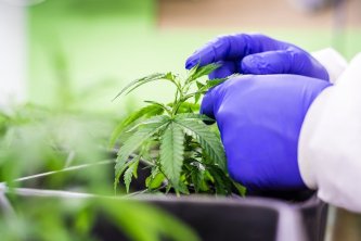 Какво представлява канабиноидът THCJD