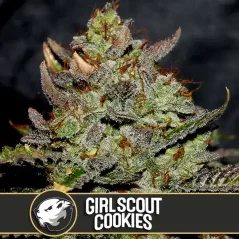 Blimburn Seeds Cannabis Seeds Girl Scout Cookies Feminizēts