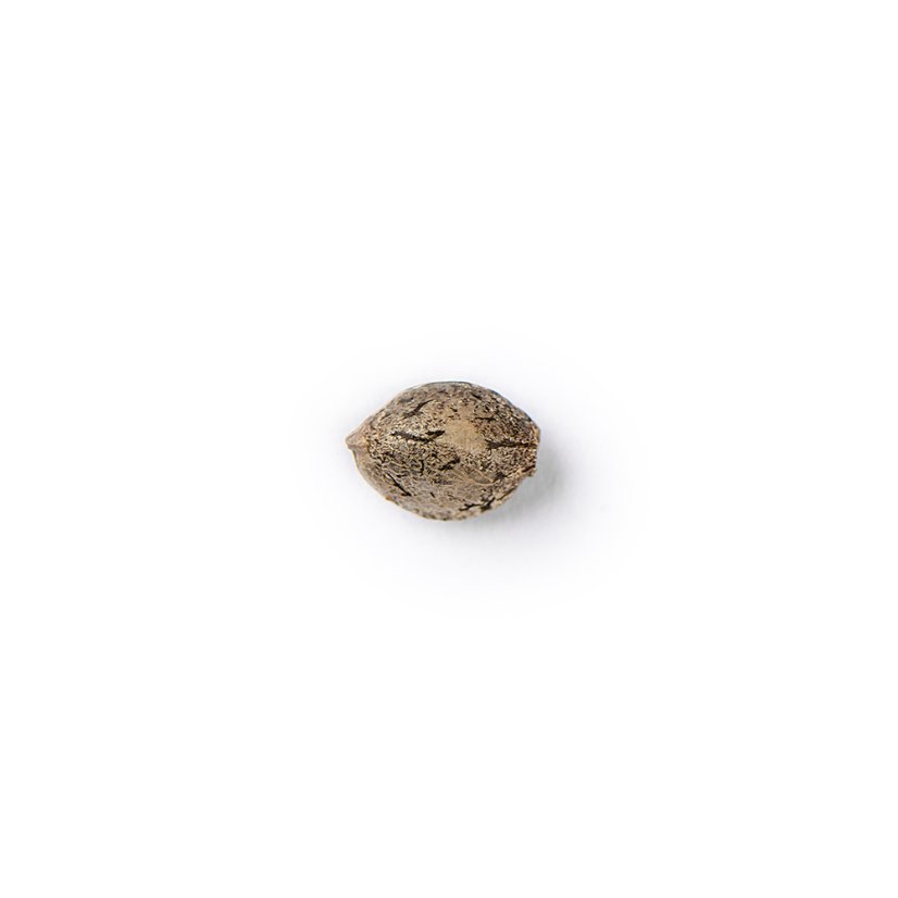The Bulldog Seeds TB Sour Diesel Regular, 3 and 5 pcs