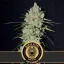 Blimburn Seeds Cannabis Seeds Mamba Negra Fast Blooming