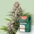Canntropy Seeds Auto Gorilla Punch (Autoflowering)