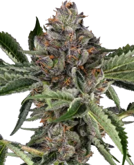 Канабисови семена Sensi Seeds Papaya Jealousy Feminized
