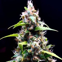 Doctor´s Choice Seeds Sour Puffs  Photo Feminized
