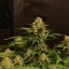 Doctor´s Choice Seeds Devotchka Auto Feminized