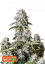 Fast Buds Cannabis Seeds Orange Sherbet FF