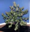 Fast Buds Cannabis Seeds Girl Scout Cookies Auto