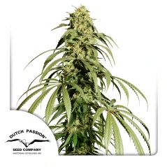Dutch Passion Kaņepju sēklu saldējums Haze® parastais
