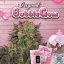 T.H.Seeds™ Cannabis Seeds Bubblegum, various pack, feminized