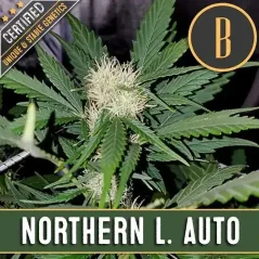 Blimburn Seeds Cannabis Seeds Northern Lights Auto
