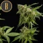 Blimburn Seeds Cannabis Seeds Mamba Negra Feminized