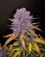 Fast Buds Cannabis Seeds Purple Lemonade Auto