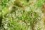 T.H.Seeds™ Kaņepju sēklas SAGE™'n Sour, dažādi iepakojumi, feminizēti