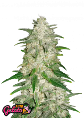Fast Buds Cannabis Seeds Gelato Auto