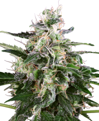 Sensi Seeds Cannabis Seeds White Skunk Automatic Feminized by White Label, 3-10 pcs