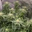 Blimburn Seeds Cannabis Seeds Girl Scout Cookies Feminized