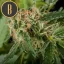 Blimburn Seeds Cannabis Seeds Mamba Negra Feminized