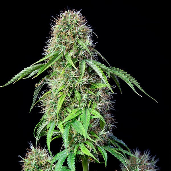 Royal Queen Seeds Cannabis Seeds Royal CBG Auto (augsts CBD)