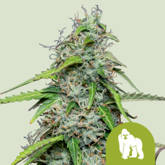 Royal Queen Seeds Семена от канабис Royal Gorilla Auto