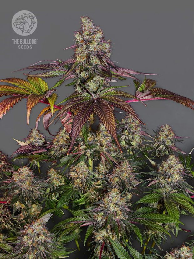 The Bulldog Seeds The Bulldog Gelato 17 Feminized, 3 and 5 pcs