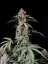 Fast Buds Cannabis Seeds Amnesia Zkittlez Auto