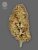 The Bulldog Seeds TB Amnesia Feminized, 3 and 5 pcs
