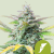 Royal Queen Seeds Hanfsamen Quick One Auto
