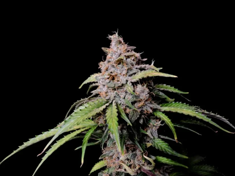 Fast Buds Cannabis Seeds Amnesia Zkittlez Auto