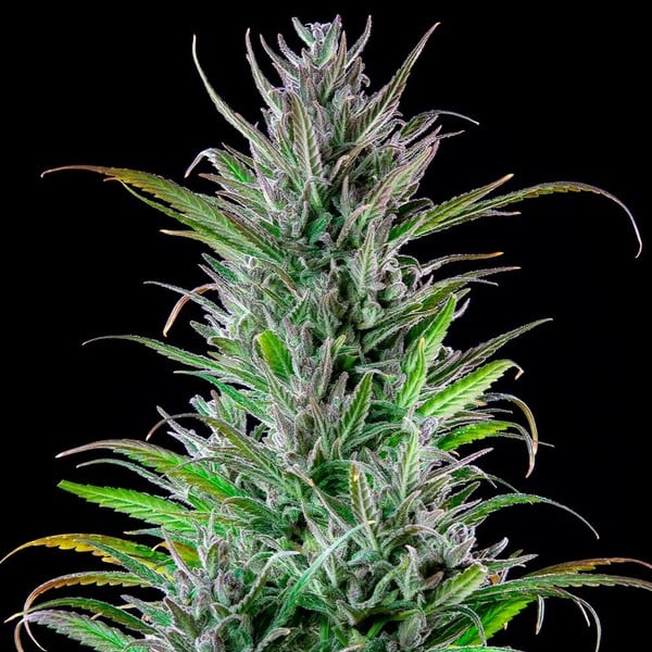 Royal Queen Seeds Cannabis Seeds Northern Light feminizēts